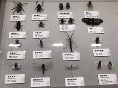 -四川大学博物馆