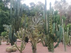 -深圳仙湖植物园