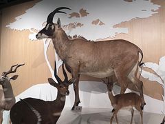 -陕西自然博物馆