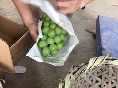 -马陆小张葡萄园农家乐