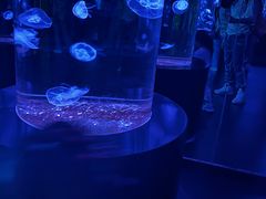 -西安曲江海洋极地公园