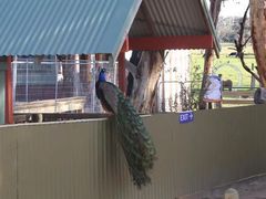 -威勒比开放式动物园