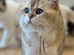 -有喵·猫咖·狗咖·30几只猫10只小狗(岗厦店)