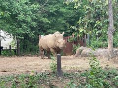 -清迈夜间动物园