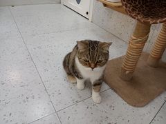 -喵园·猫主题咖啡厅·撸猫·猫咖(国贸店)