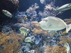 -新加坡海洋生态馆
