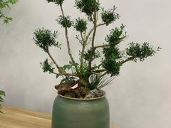 -长春青怡坊鲜花批发(青怡坊花鸟市场店)