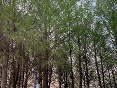 -贡湖湾湿地公园