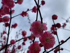 -香雪海