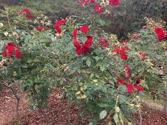 景点-人民公园(罗湖区)