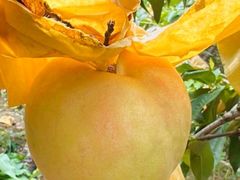 -老袁家蜜桃农场·阳山水蜜桃