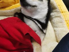 -逗柴咖啡屋·狗咖猫咖宠物桌游
