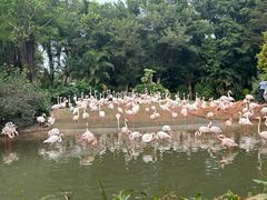 -广州长隆飞鸟乐园