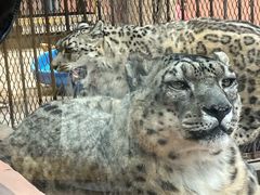 -青藏高原野生动物园