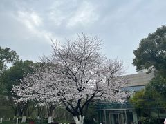 -阳澄湖费尔蒙酒店颐丰阁中餐厅(马鞍山西路店)