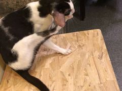 -猫色咖啡·猫咖