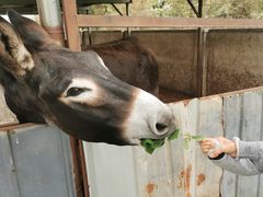 -元鼎宝驴香·全驴宴(江宁店)