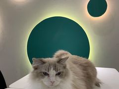 -飞行喵MR PILOT|猫舍·猫咖(静安大融城店)