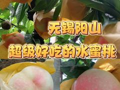 -老袁家蜜桃农场·阳山水蜜桃