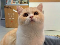 -Heymao猫咖.咖啡厅(东门店)