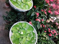 -双季花艺园艺市场(浦东店)