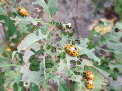 -北京十三陵国家森林公园蟒山景区