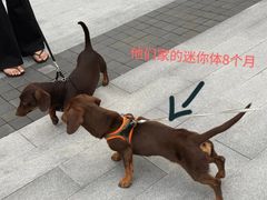 -萌宠之家·腊肠犬·马尔泰·小体犬舍