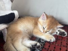 -翊宠yipet猫狗购宠庄园犬舍•猫舍