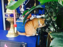 -Sirena海妖日咖夜酒