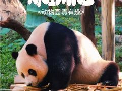 -广州长隆野生动物世界