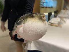 -鲐赏河豚(长寿店)