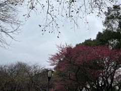 -橘子洲景区