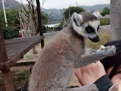 -青岛森林野生动物世界