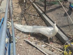 -新疆天山野生动物园