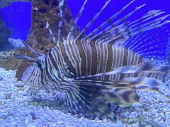 -洛阳龙门海洋馆