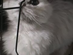 -纳吉亚猫专科动物诊疗中心(蒋宅口分院)