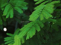 -国家植物园南园