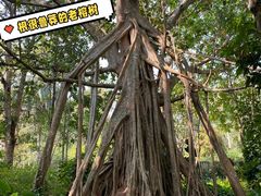 -中国科学院西双版纳热带植物园