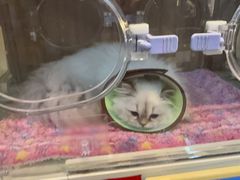 -御宝贝·A梦猫科宠物医院(国际猫友好医院)