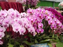-上海鲜花港