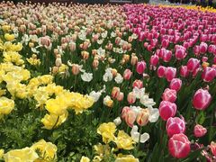 上海鲜花港-上海鲜花港