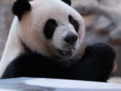 -广州长隆野生动物世界