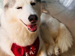 -Husky Go! 哈士奇体验馆·宠物咖啡厅狗咖