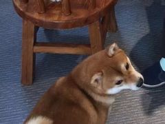 -柴源莊·柴小宠柴犬咖啡