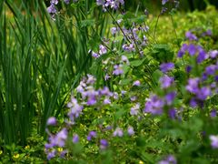 -国家植物园南园