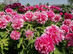 -曹州百花园