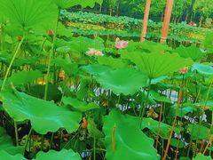 -陈家山荷花公园