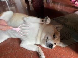 -Doria salon 小颜皮肤