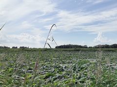 -白渔泡湿地公园