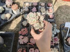 -青枫公园